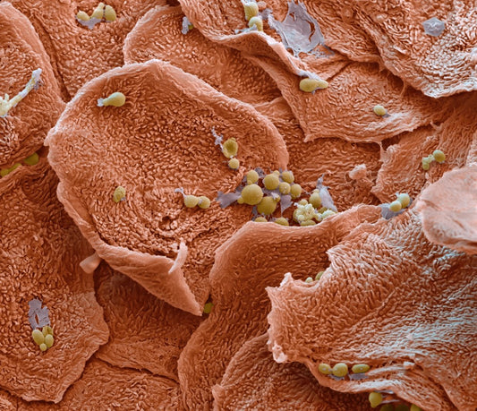 The Skin Microbiome and the Skin Barrier: A Delicate Relationship